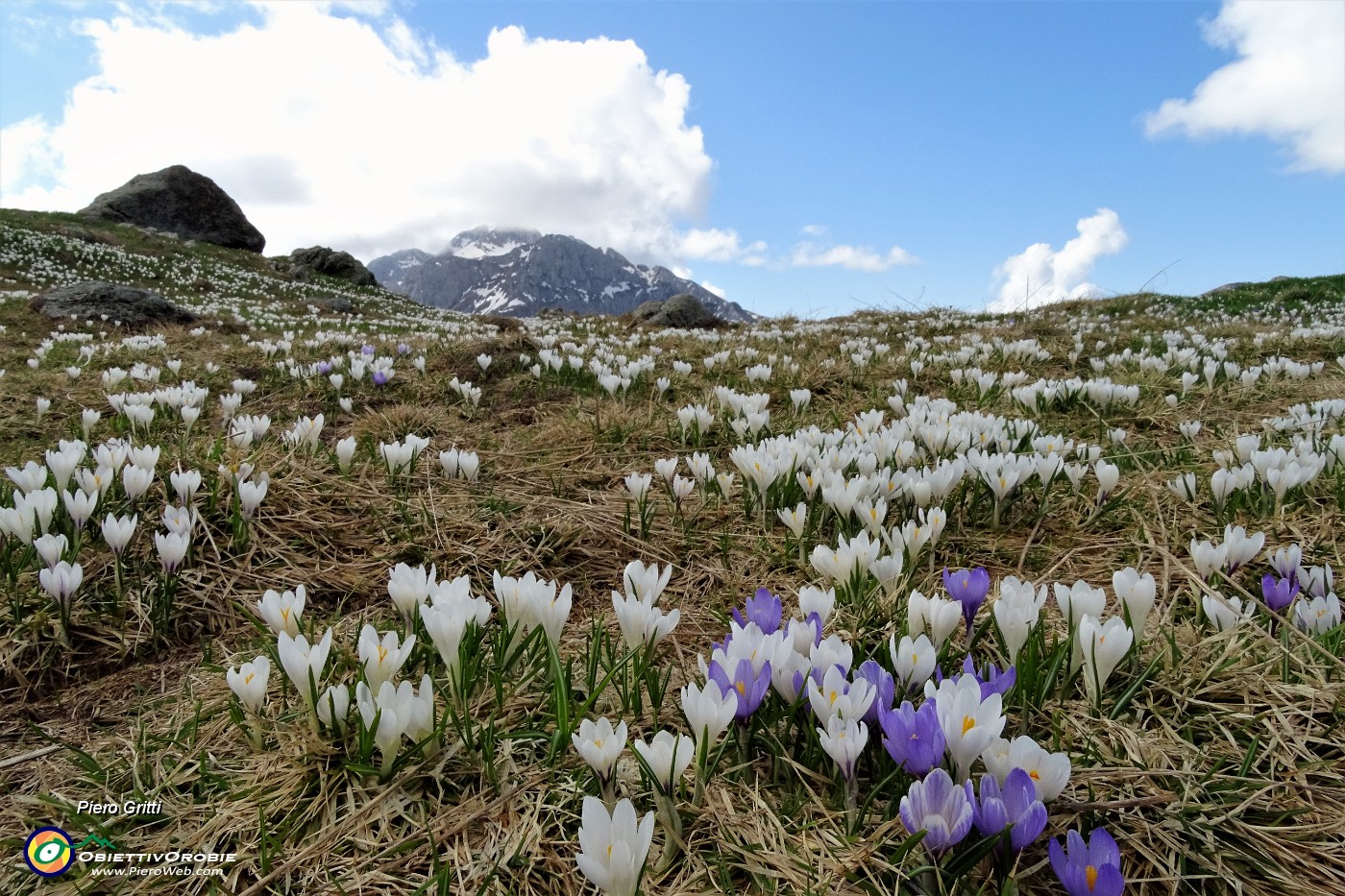 37 Distese di crocus con vista verso  Arera.JPG